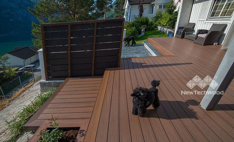 chien sur la terrasse